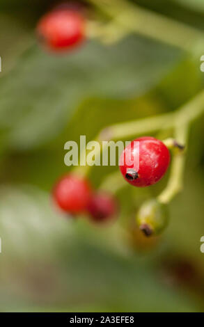 Glänzend-leaved Wildkaffee Psychotria nervosa Rubiaceae in Florida, West Indies und Zentral- und Südamerika gefunden. Stockfoto