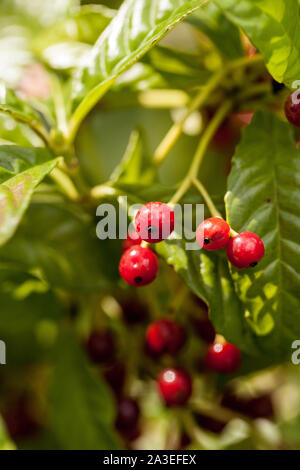 Glänzend-leaved Wildkaffee Psychotria nervosa Rubiaceae in Florida, West Indies und Zentral- und Südamerika gefunden. Stockfoto