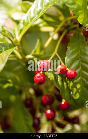 Glänzend-leaved Wildkaffee Psychotria nervosa Rubiaceae in Florida, West Indies und Zentral- und Südamerika gefunden. Stockfoto