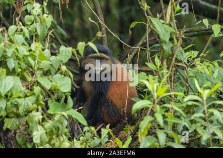 Afrika, Ruanda, Volcanoes National Park, Golden Monkey (Cercopithecus kandti) im Regenwald in den Virunga Bergen Stockfoto