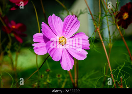 Kosmos-Blumen im Garten Stockfoto