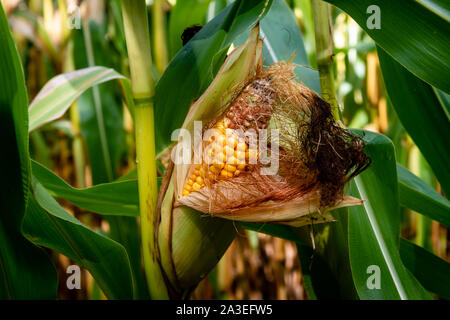Hühneraugen close-up in den Maisfeldern Stockfoto