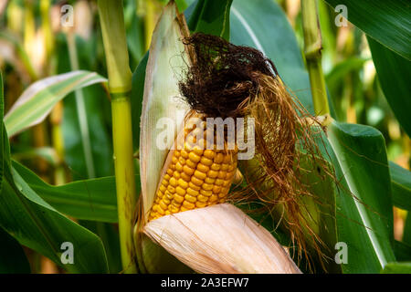 Hühneraugen close-up in den Maisfeldern Stockfoto