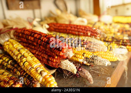 Indische Mais aus den Herbst Ernte füllt eine Tabelle der lokalen Farmers Market. Stockfoto