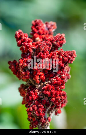 Rote beeren bedeckt in feine Haare (staghorn Sumac) Stockfoto