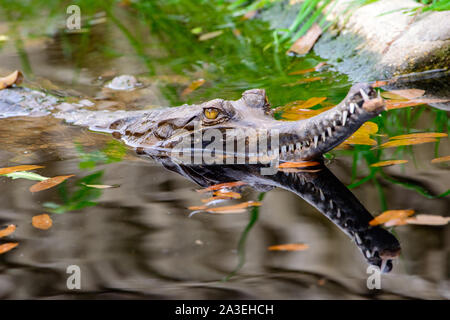 False gharial (Tomistoma schlegelii) mit Kopf über Wasser Stockfoto