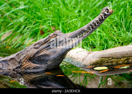 False gharial (Tomistoma schlegelii) mit Kopf über Wasser Stockfoto