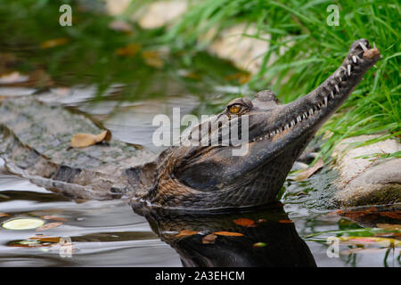 False gharial (Tomistoma schlegelii) mit Kopf über Wasser Stockfoto