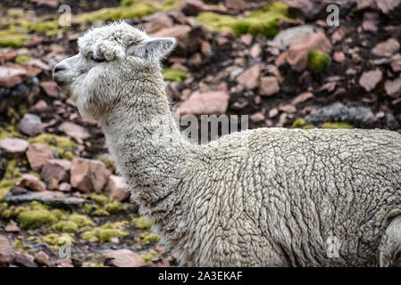 Alpakas in den Bergen in der Nähe von Ausangate, Cusco, Peru Stockfoto