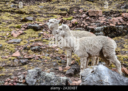 Alpakas in den Bergen in der Nähe von Ausangate, Cusco, Peru Stockfoto