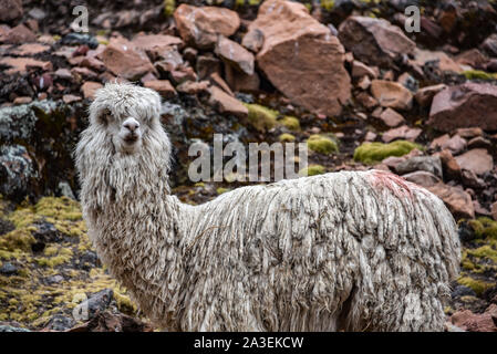 Alpakas in den Bergen in der Nähe von Ausangate, Cusco, Peru Stockfoto