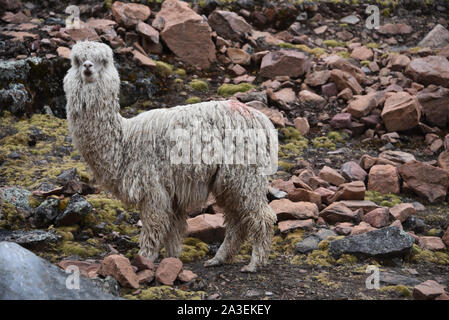 Alpakas in den Bergen in der Nähe von Ausangate, Cusco, Peru Stockfoto