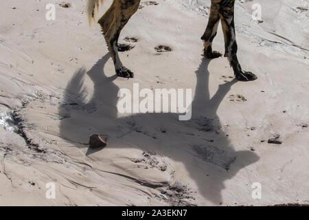 Afrika, Botswana, Moremi Game Reserve, Schatten der Wildhund (Lycaon pictus) entlang in der Nähe von Sandbänken Khwai River Stockfoto