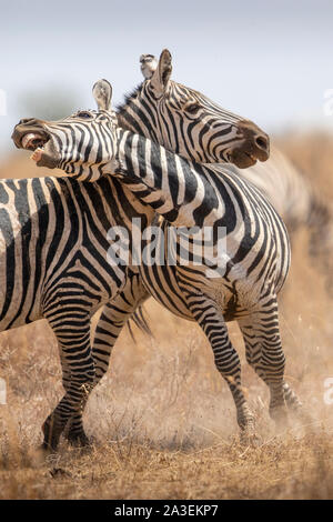 Afrika, Tansania, Ngorongoro Conservation Area, Ebenen Zebra (Equus burchelli) während der Serengeti Migration auf ndutu Plains Stockfoto