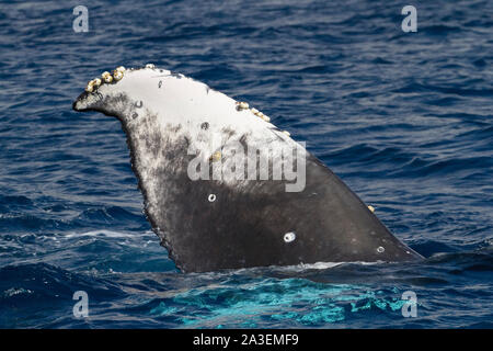 Buckelwal, Megaptera novaeangliae, Fluke mit Seepocken, Chichi-jima, Bonin Inseln, Ogasawara Inseln, Weltnaturerbe, Tokio, Japa Stockfoto