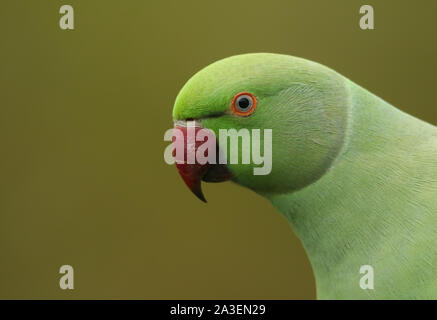 Ein Kopf geschossen von einem Ring-necked, oder rose-ringed Parakeet. Es ist in Großbritannien am häufigsten eingebürgerte Papagei. Stockfoto