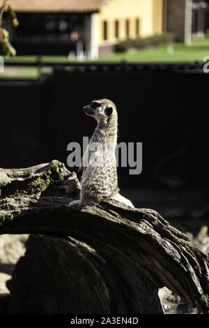 Prairie dog im Naturpark, Nagetier Tiere Stockfoto