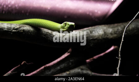 Wild giftige Schlange, gefährliche Tiere, Reptilien Stockfoto