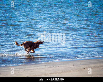 Nasse Golden Retriever Hund laufen aus Meer Wasser auf den Strand mit Ball im Mund Stockfoto