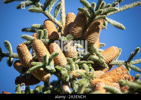 Kegel auf einen Baum mit blauen Himmel Stockfoto