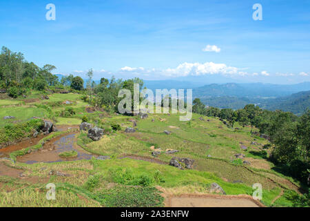 Grünen und braunen Reis terrasse Felder in Tana Toraja, South Sulawesi, Indonesien Stockfoto