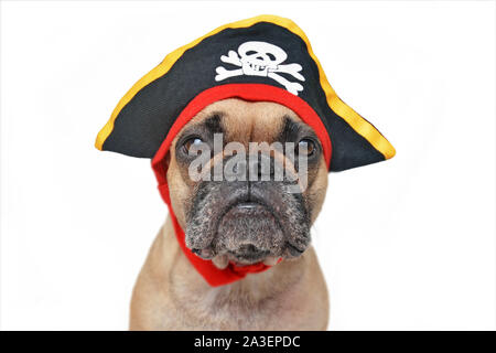 Portrait von lustigen fawn Französische Bulldogge Hund verkleidet mit Piraten Hut Halloween Kostüm auf weißem Hintergrund Stockfoto