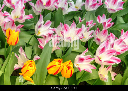 Rot-weiß und rot-gelbe Tulpen blühen zusammen auf eine Feder, sonnigen Tag. Stockfoto