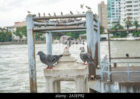 Blick von Mekhala Pier Wat Yannawa Tempel. Stockfoto