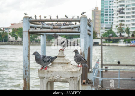 Blick von Mekhala Pier Wat Yannawa Tempel. Stockfoto