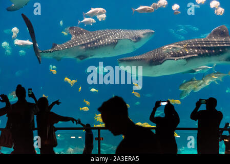 Riesige Walhaie (Firma IPCON typus) am Georgia Aquarium in der Innenstadt von Atlanta, Georgia. (USA) Stockfoto