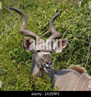 Kopf geschossen eines männlichen Kudu Stier mit herrlichen Korkenzieher Hörner gegen einen üppigen grünen Unterholz Hintergrund Stockfoto