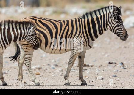 - Nahaufnahme zwei natürliche Wildnis Zebras wandern auf trockenen Savanne Boden Stockfoto