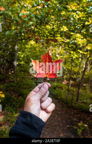 Mann hält orange Ahorn im Herbst in Kanada. Stockfoto