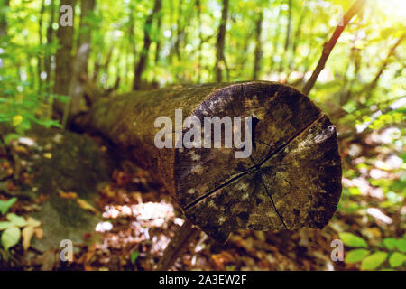 Single gesägt Baum im Wald, zeigt die Auswirkungen der Mensch auf die Umwelt. Gatineau, Quebec, Kanada Stockfoto