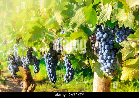 Wein trauben auf einem Weingut direkt vor dem Herbst Ernte, getönten Bild, selektiver Fokus Stockfoto