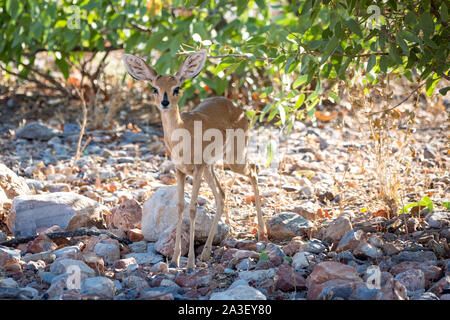 Eine schöne Steinböckchen Antilope im Schatten eines Baumes, Namibia, Afrika Stockfoto