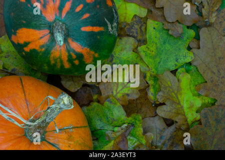 Herbst Komposition von zwei grüne und orange Kürbisse liegen auf bunten nassen Herbst Eiche Blätter Hintergrund mit Kopie Raum Stockfoto