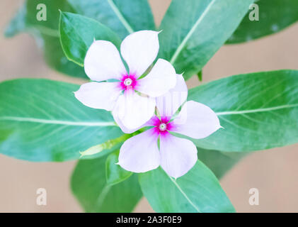 Catharanthus roseus, die gemeinhin als die hellen Augen bekannt, Madagaskar periwinkle Stockfoto
