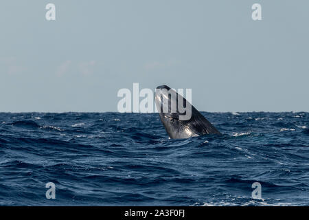 Kalb, Blauwal Balaenoptera musculus, gefährdete Arten, Verletzung, Atlantik, die Azoren. Stockfoto