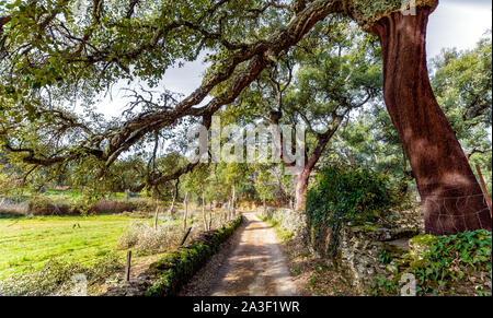 Schöne Aussicht der alten Korkeichen Feld und Fußweg Stockfoto