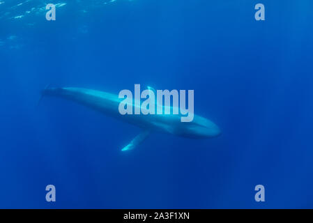 Blauwal, Balaenoptera musculus, Unterwasser, gefährdete Arten, Atlantik, die Azoren. Stockfoto