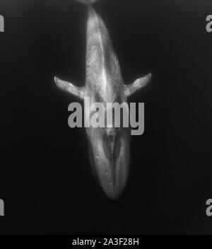 Blauwal, Balaenoptera musculus, Unterwasser, gefährdete Arten, Atlantik, die Azoren. Stockfoto