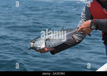 Kleine gefischt Thunfisch aus der Insel cebaco Panama Stockfoto