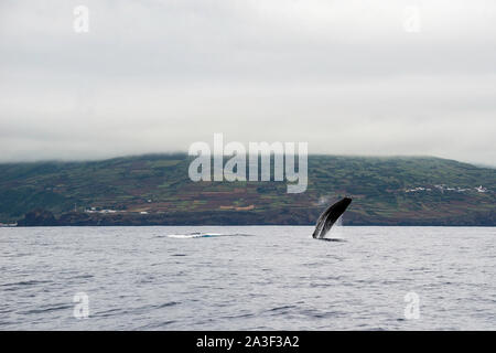 Pottwal-Breaching, Atlantischer Ozean, Pico Island, die Azoren. Stockfoto