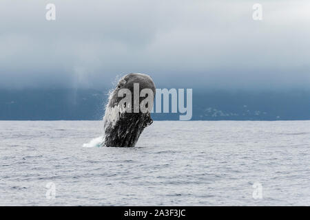 Pottwal-Breaching, Atlantischer Ozean, Pico Island, die Azoren. Stockfoto