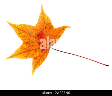 Close-up of red and yellow autumn leaf isolated on white. Stockfoto