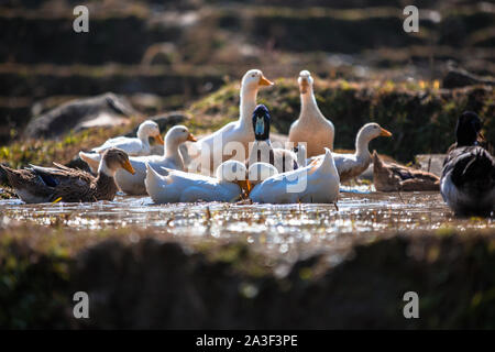 Wildlife Ansicht von Ente und entlein Schwimmen in Reis Terrasse mit geringer Tiefenschärfe Stockfoto