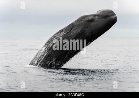 Pottwal-Breaching, Atlantischer Ozean, Pico Island, die Azoren. Stockfoto
