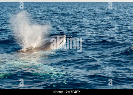 Finnwale, Balaenoptera physalus, gefährdete Arten Stockfoto