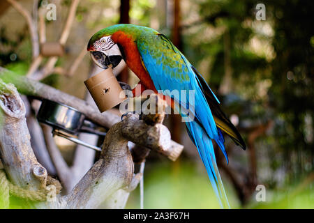 Green-winged Macaw im Freien, Foto im Zoo von Spanien Stockfoto